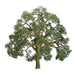 JTT Scenery 92326 75-85mm Live Oak (2) - Hobby City NZ (8324600627437)