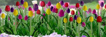 JTT Scenery 95554 12mm Tulips (36) (8324605051117)