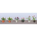 JTT Scenery 95566 1/50 Asst. P/Flower Plants 1 (6) - Hobby City NZ (8324605640941)