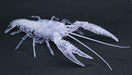 Fujimi 171005 Biology Research 24EX-2: Procambarus Clarkii (Crayfish) Snap Kit - Clear - Hobby City NZ